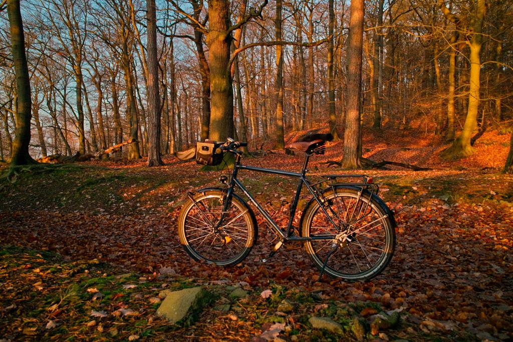 FahrradHerbstwald
