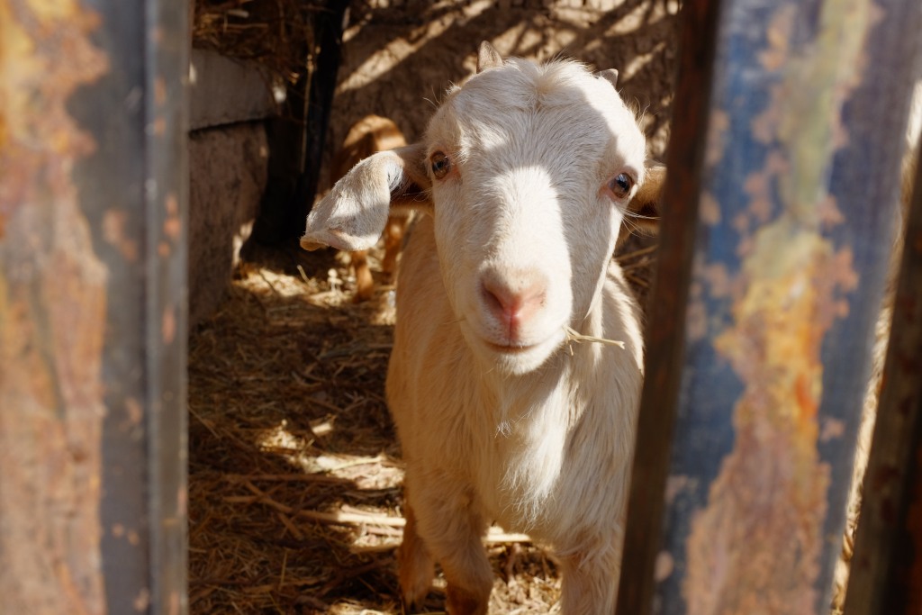 Süße Ziege in Turpan