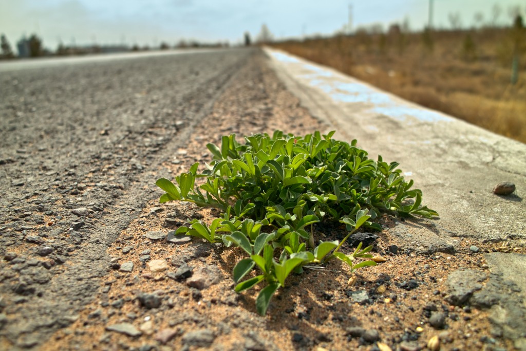 Erste Frühlingsboten