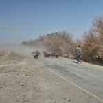 Schafherde in Xinjiang