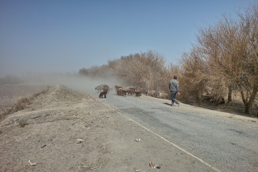 Schafherde in Xinjiang