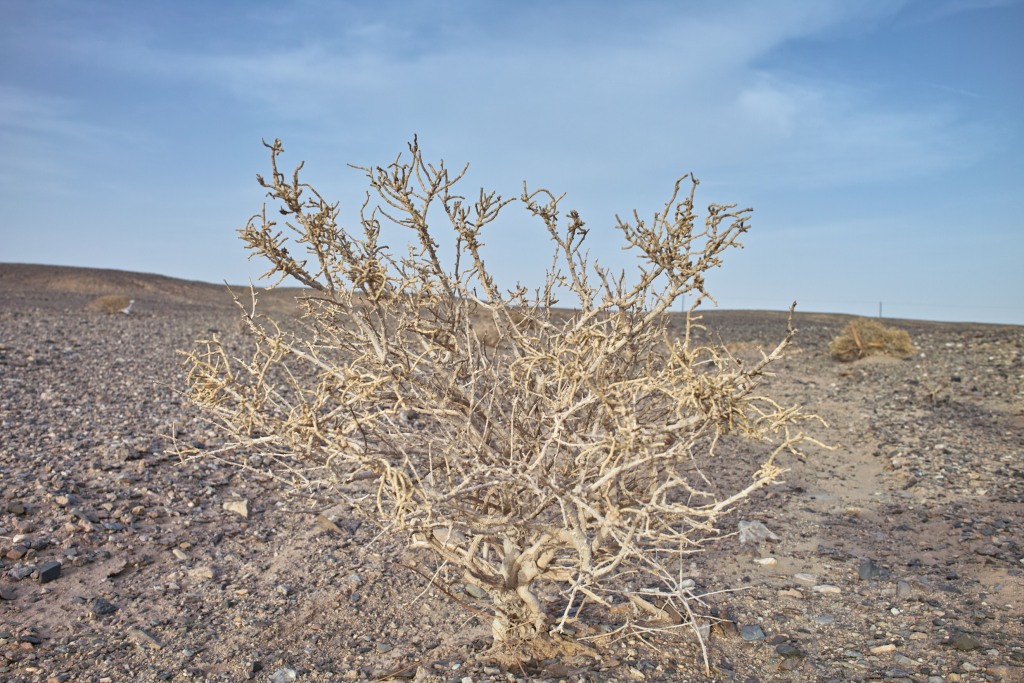 Strauch in der Wüste