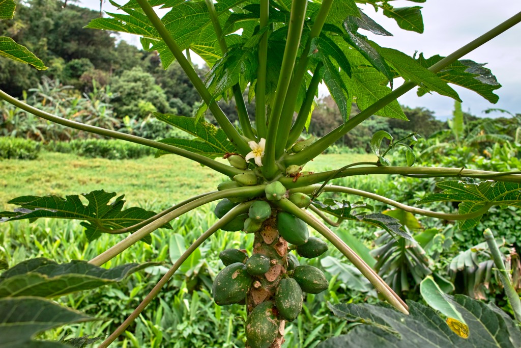 Papayas!