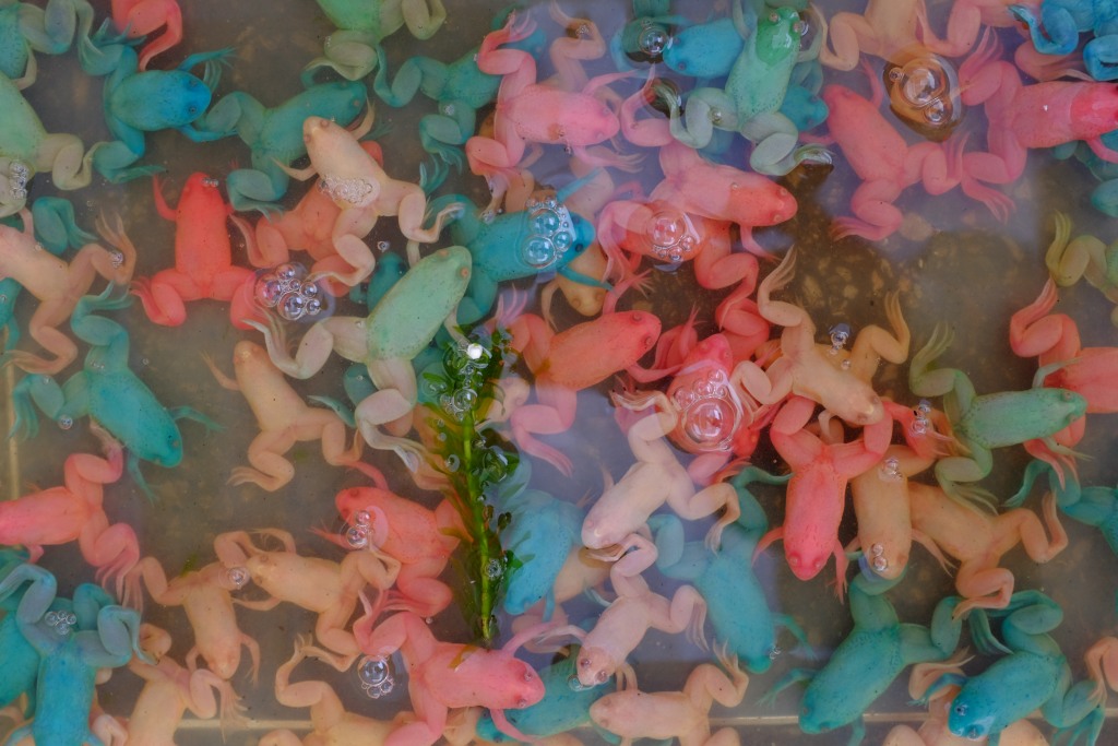 Der Renner: Bunte gefärbte Frösche