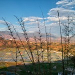 Reisfelder im Abendlicht.