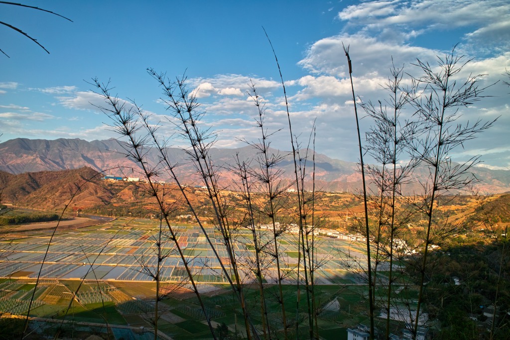 Reisfelder im Abendlicht.