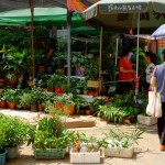 Orchideen aus den heimischen Wäldern.