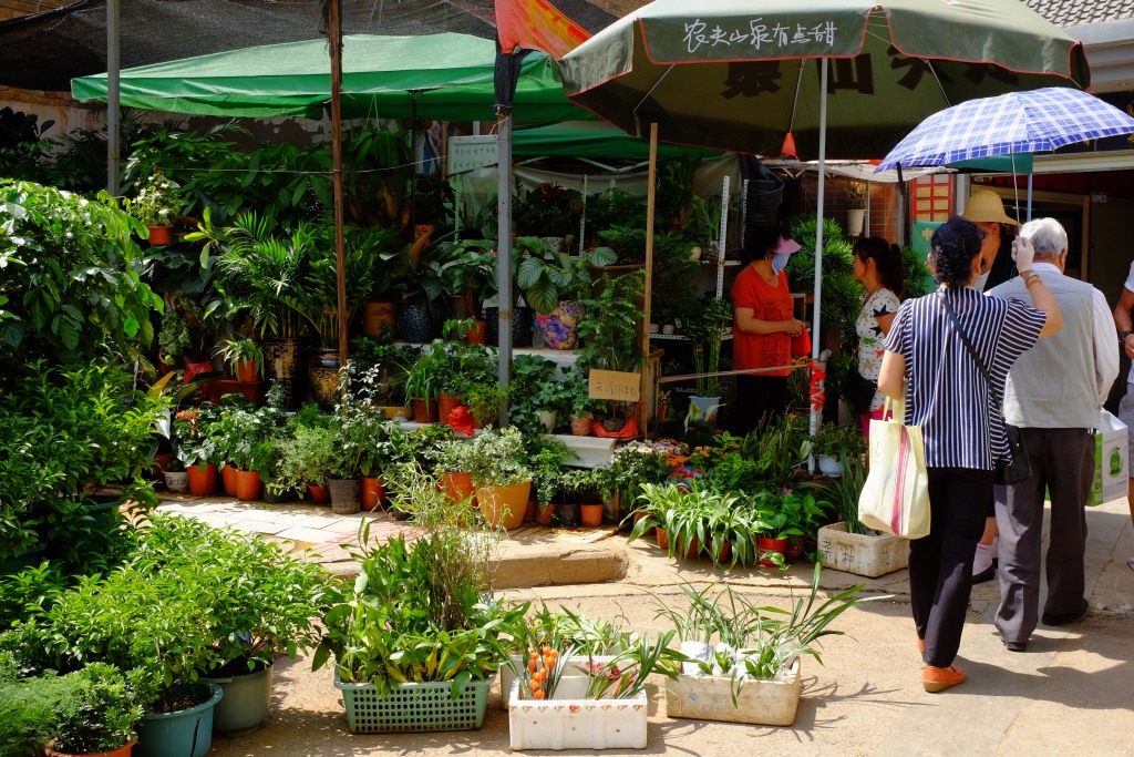 Orchideen aus den heimischen Wäldern.