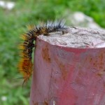 Ziemlich beeindruckend, nicht?