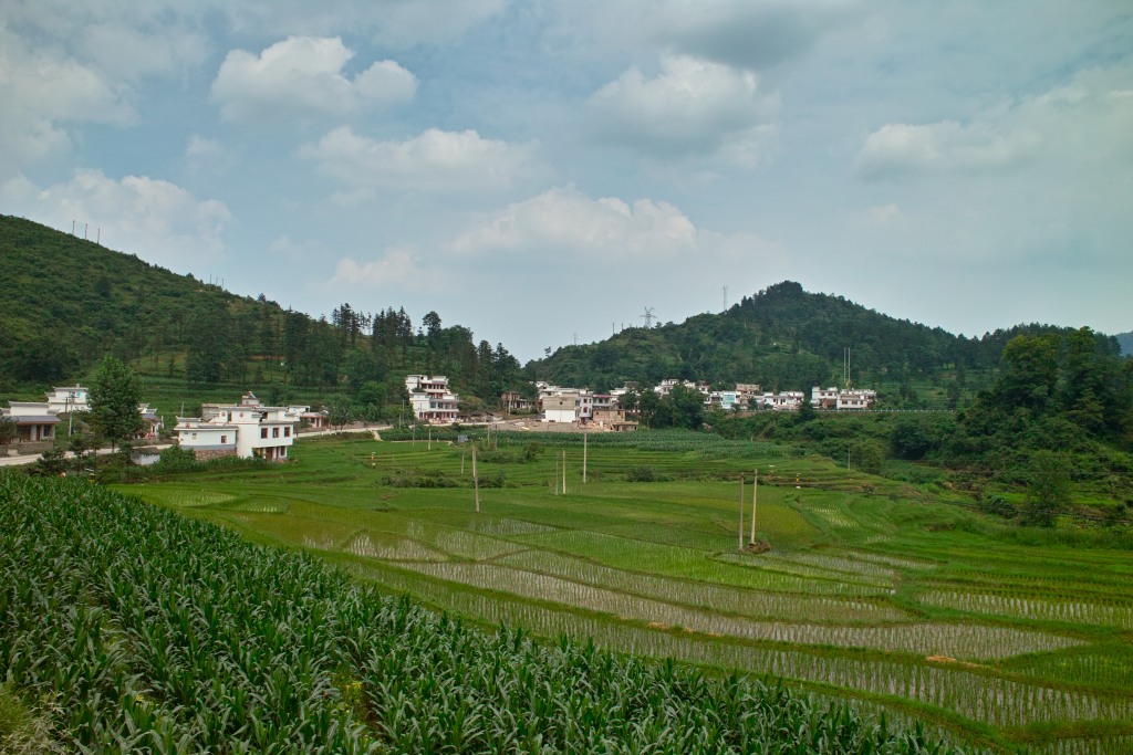 Reis und Mais soweit das Auge reicht