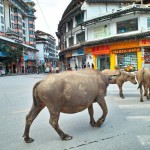 Wasserbüffel in der Innenstadt
