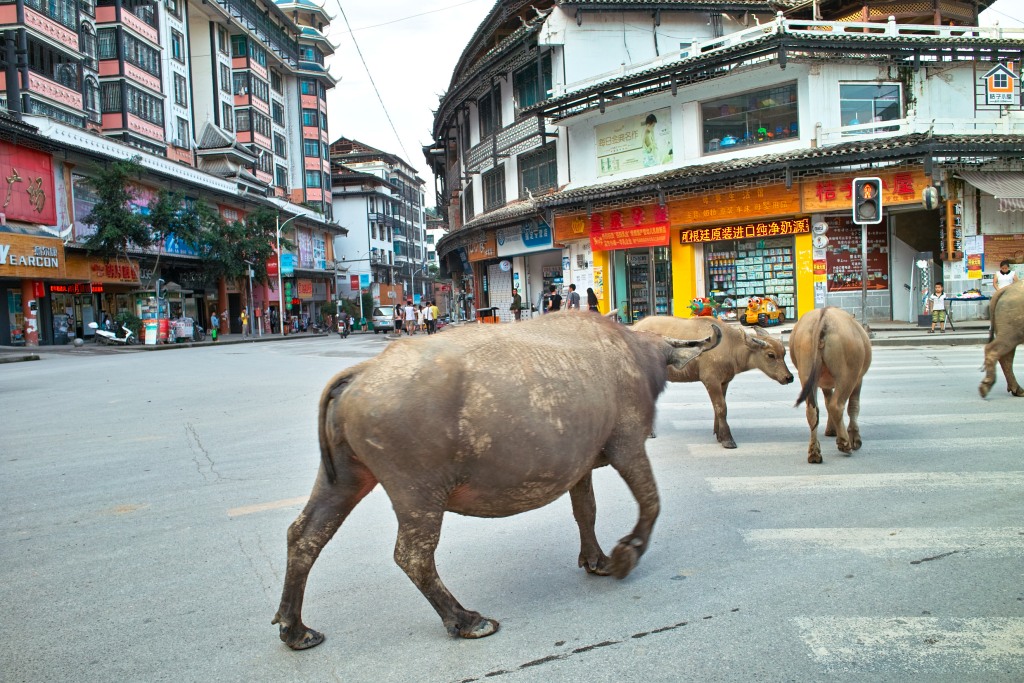 Wasserbüffel in der Innenstadt