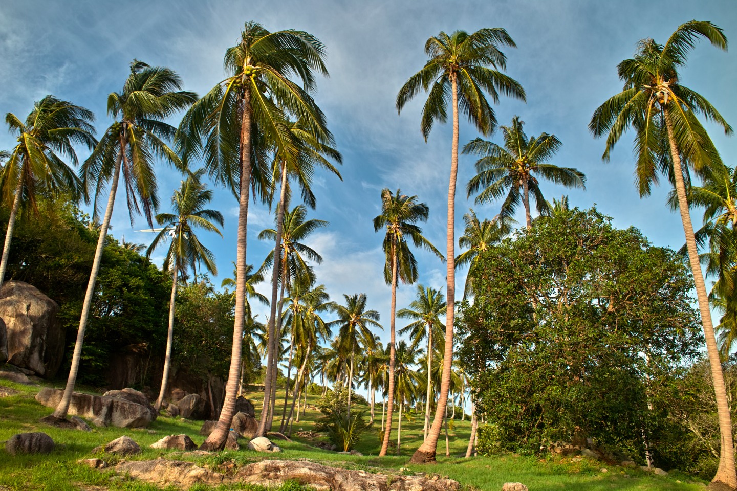 Palmenplantagen.